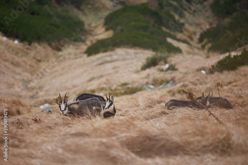 Herd of chamois with offsprings. The chamois (Rupicapra rupicapra) is a species of goat-antelope. Endangered species of high mountains zone. Wild mammals in the High Tatras.