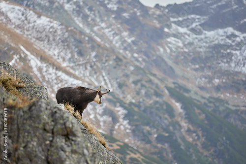 Tatra chamois (Rupicapra Rupicapra Tatrica) standing on the rock. Wild mammal, nature photography. The high Tatras.