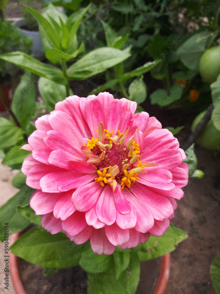 Zenia flower Zenia flower