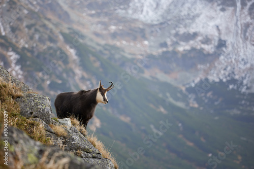 Tatra chamois (Rupicapra Rupicapra Tatrica) standing on the rock. Wild mammal, nature photography. The high Tatras.