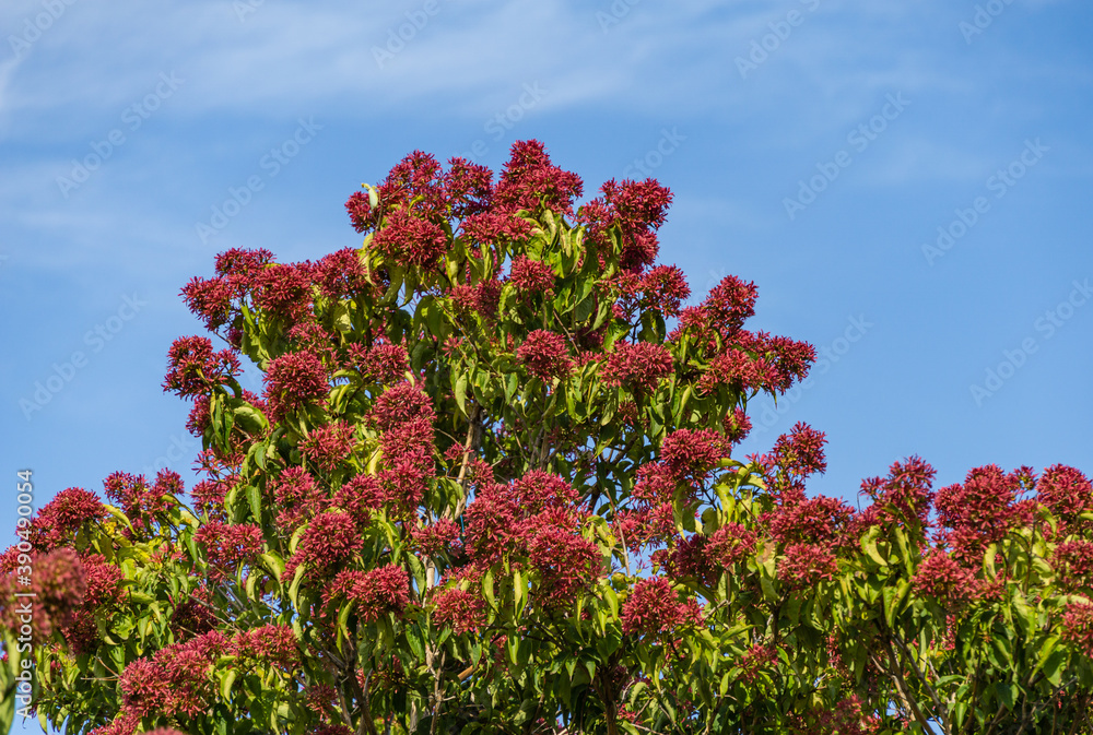 Close-up of red flowering Heptacodium miconioides or Seven son flower trees in rest zone near the Bougainvillea fountain. Public landscape city park Krasnodar or 'Galitsky park' in October 2020 Close-up of red flowering Heptacodium miconioides or Seven son flower trees in rest zone near the Bougainvillea fountain. Public landscape city park Krasnodar or 'Galitsky park' in October 2020