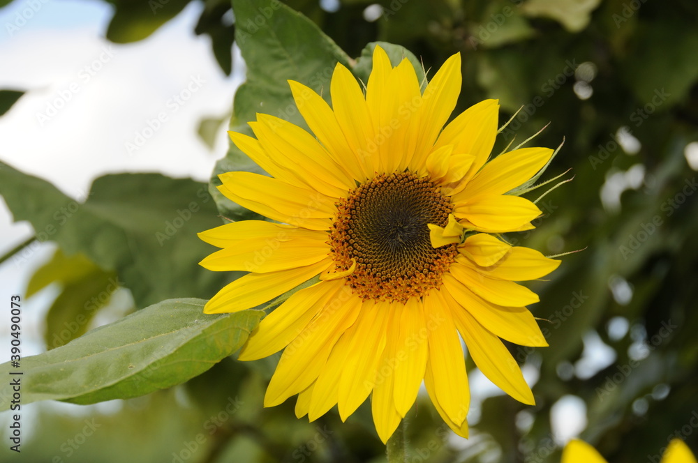 Tournesol Tournesol