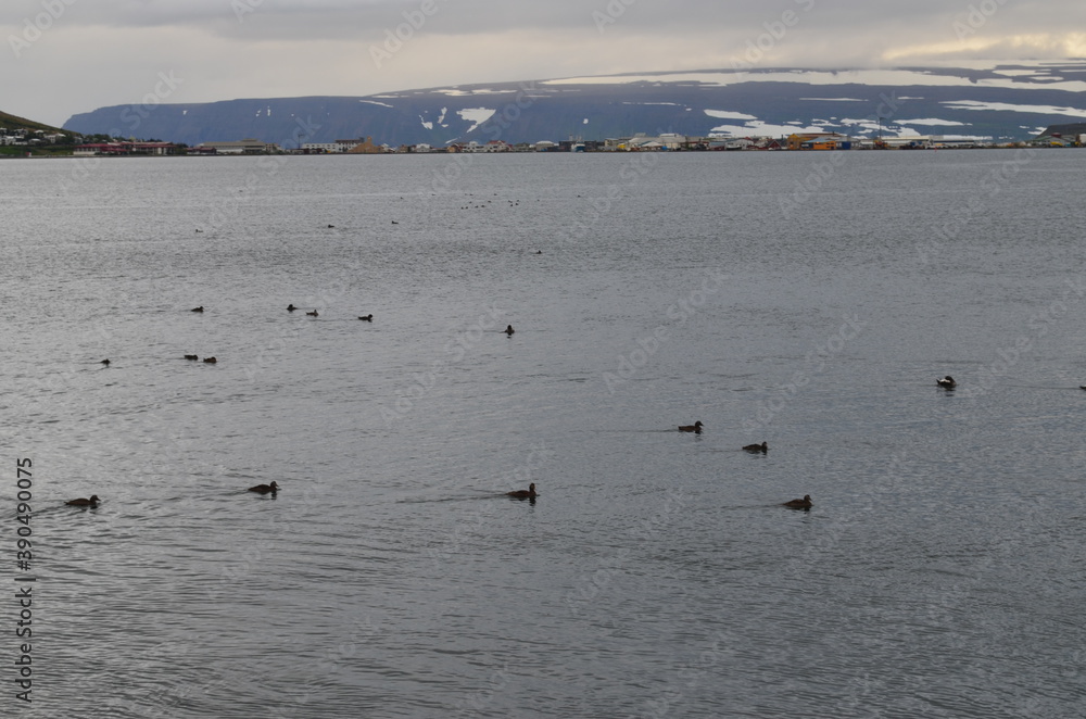 Iceland,  Ísafjörður, Isafjordur, Suðureyri, Sudureiri, Bolungarvik, Ósvör Maritime Museum, 
westfjords