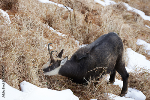 Portrait of Tatra chamois (Rupicapra Rupicapra Tatrica) in the mountains with blurred background, wild mammal, nature photography. The high Tatras.