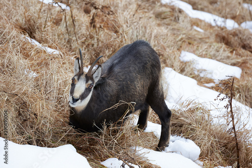 Portrait of Tatra chamois (Rupicapra Rupicapra Tatrica) in the mountains with blurred background, wild mammal, nature photography. The high Tatras.