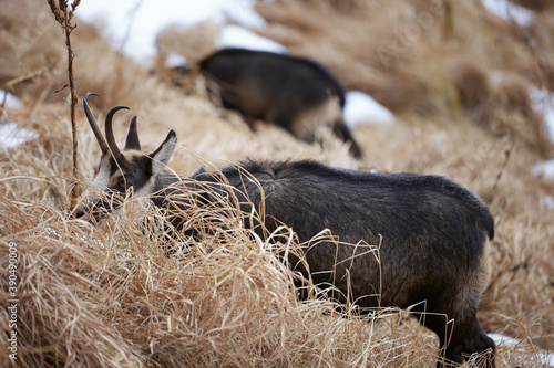 Portrait of Tatra chamois (Rupicapra Rupicapra Tatrica) in the mountains with blurred background, wild mammal, nature photography. The high Tatras.