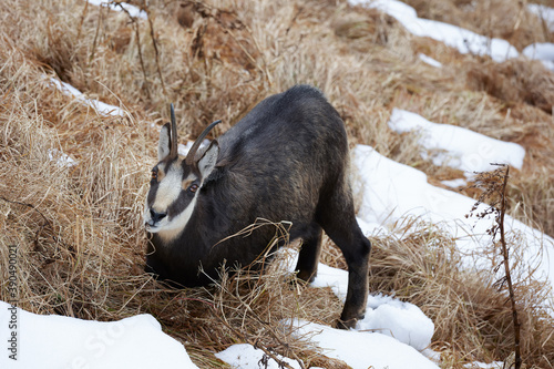 Portrait of Tatra chamois (Rupicapra Rupicapra Tatrica) in the mountains with blurred background, wild mammal, nature photography. The high Tatras.