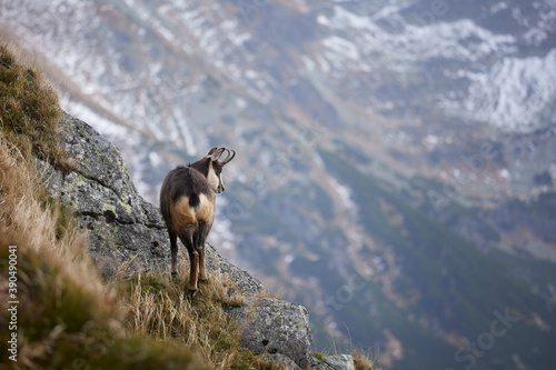 Tatra chamois (Rupicapra Rupicapra Tatrica) standing on the rock. Wild mammal, nature photography. The high Tatras.