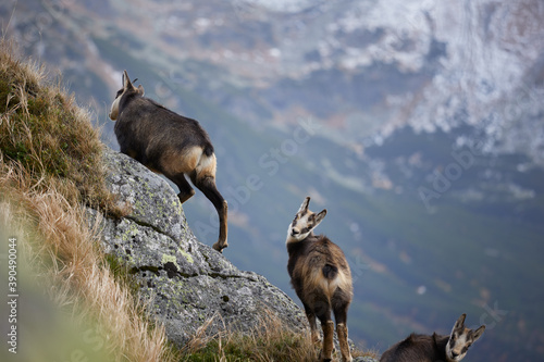The family of Tatra Chamois (Rupicapra rupicapra tatrica) in the mountains in the natural environment of the High Tatras.