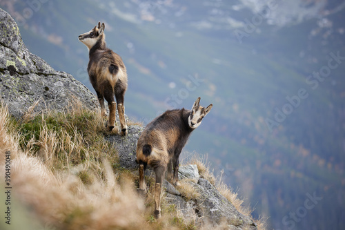 Fototapeta Naklejka Na Ścianę i Meble -  Baby goats of Tatra chamois (Rupicapra Rupicapra Tatrica) on the rocks in the mountains. The natural environment of the High Tatras.