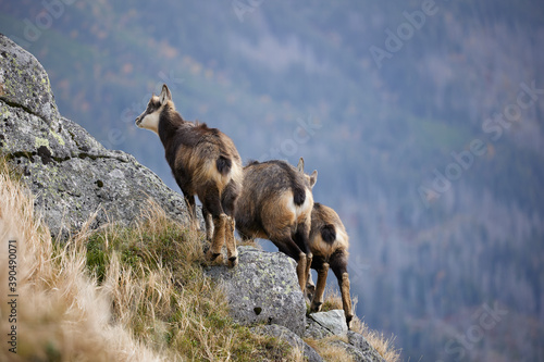 Baby goats of Tatra chamois (Rupicapra Rupicapra Tatrica) on the rocks in the mountains. The natural environment of the High Tatras.