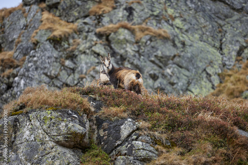 The family of Tatra Chamois (Rupicapra rupicapra tatrica) in the mountains in the natural environment of the High Tatras.