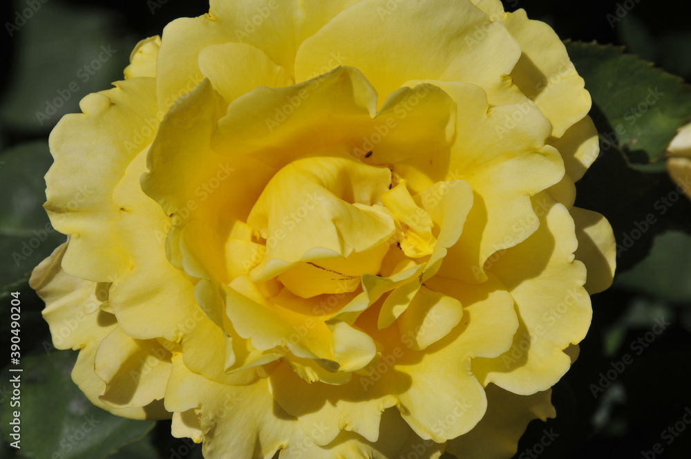 Rose jaune Rose jaune