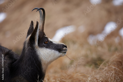 Portrait of Tatra chamois (Rupicapra Rupicapra Tatrica) in the mountains with blurred background, wild mammal, nature photography. The high Tatras.