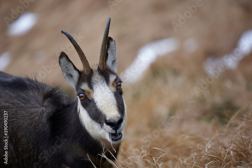 Portrait of Tatra chamois (Rupicapra Rupicapra Tatrica) in the mountains with blurred background, wild mammal, nature photography. The high Tatras.