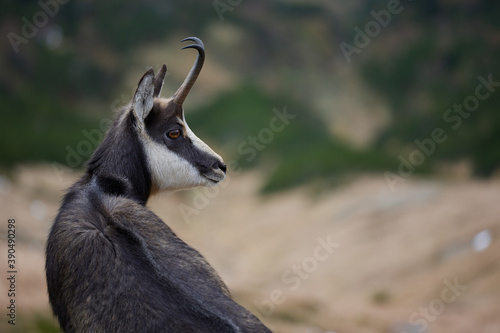 Portrait of Tatra chamois (Rupicapra Rupicapra Tatrica) in the mountains with blurred background, wild mammal, nature photography. The high Tatras.