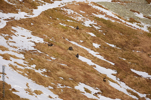 Herd of chamois on the hill. The chamois (Rupicapra rupicapra) is a species of goat-antelope. Endangered species of high mountains zone. Wild mammals in the High Tatras.