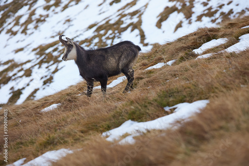 Portrait of Tatra chamois  Rupicapra Rupicapra Tatrica  in the mountains with blurred background  wild mammal  nature photography. The high Tatras.