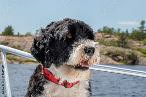 Portuguese Water Dog on a boat at the lake