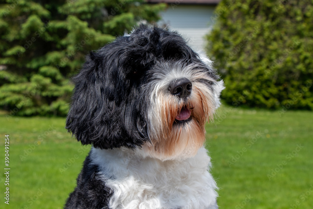Black and white Portuguese Water Dog portrait Black and white Portuguese Water Dog portrait