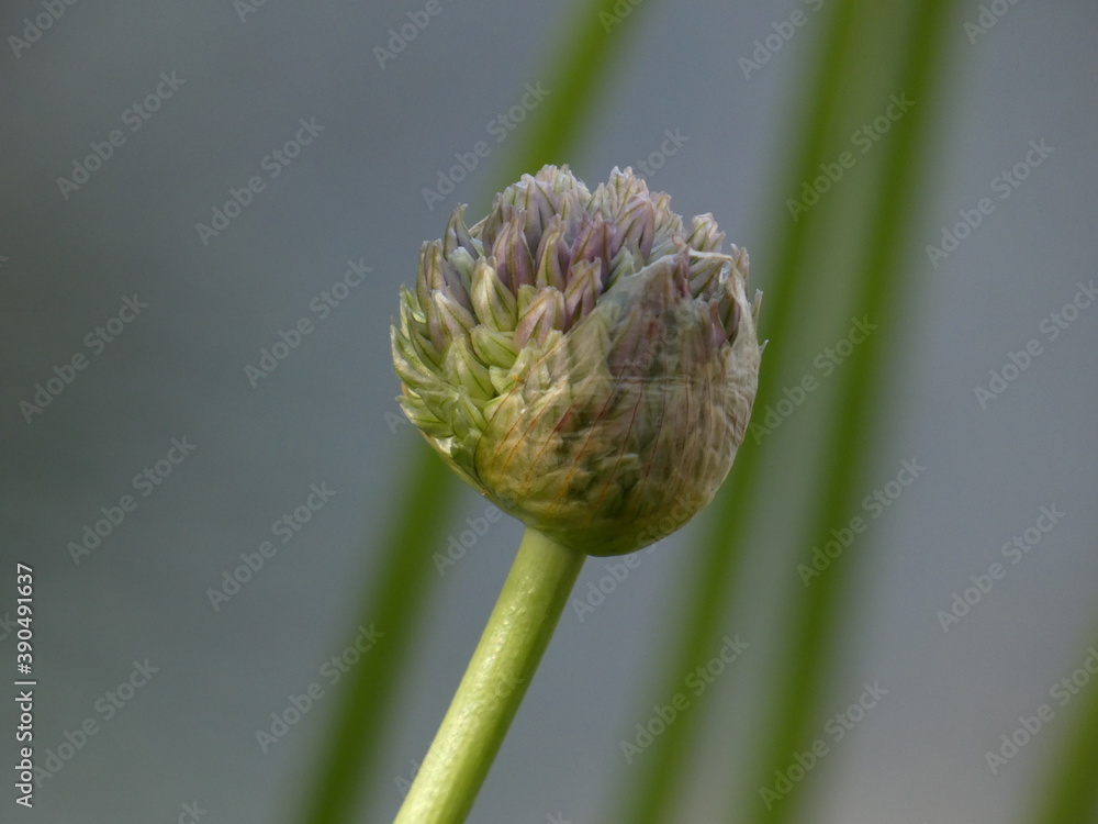 Chives (Allium schoenoprasum) - close up of chives flower bud, Gdansk, Poland Chives (Allium schoenoprasum) - close up of chives flower bud, Gdansk, Poland