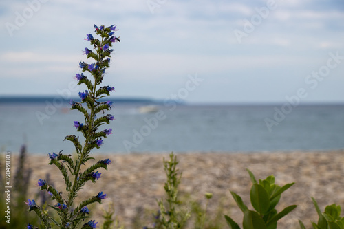 Wild flowers on the shore of Big Bay in Wiarton, Ontario photo