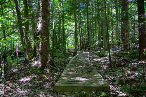 Hiking trail through the forest on Beausoleil Island, Ontario, Canada photo
