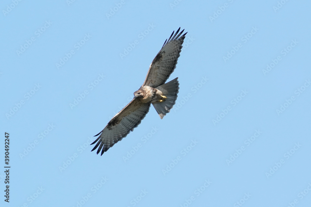 common buzzard in flight