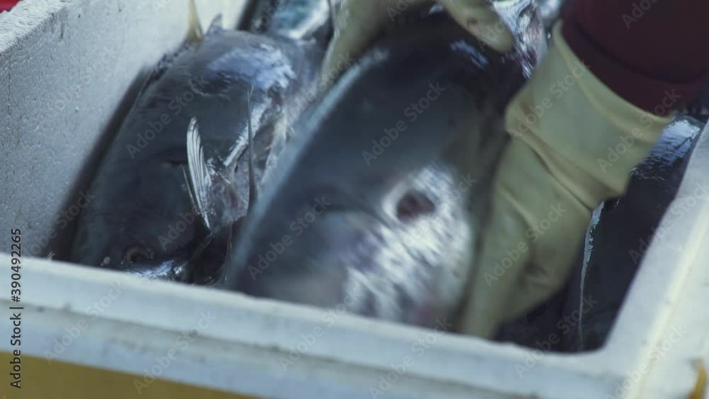 Worker in gloves puts delicious large fresh raw tuna fish to heap in