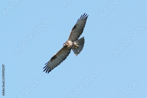 common buzzard in flight © Matthewadobe