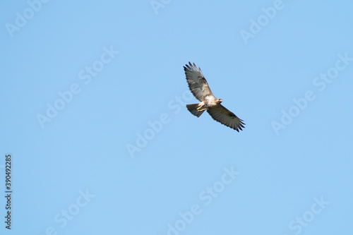 common buzzard in flight