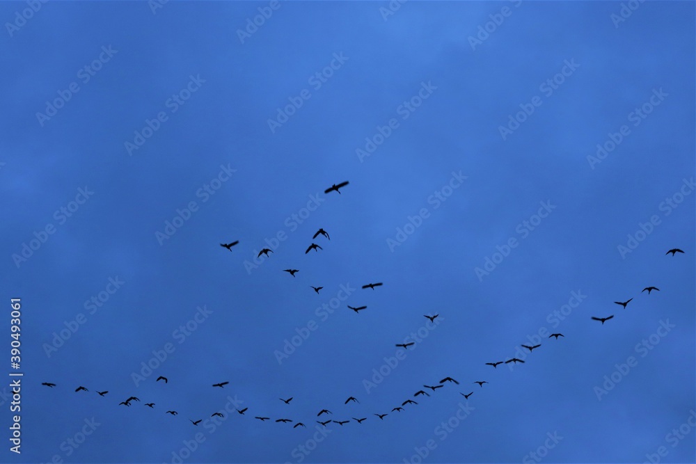 Birds fly in the blue sky among the clouds, wings spread wide Birds fly in the blue sky among the clouds, wings spread wide