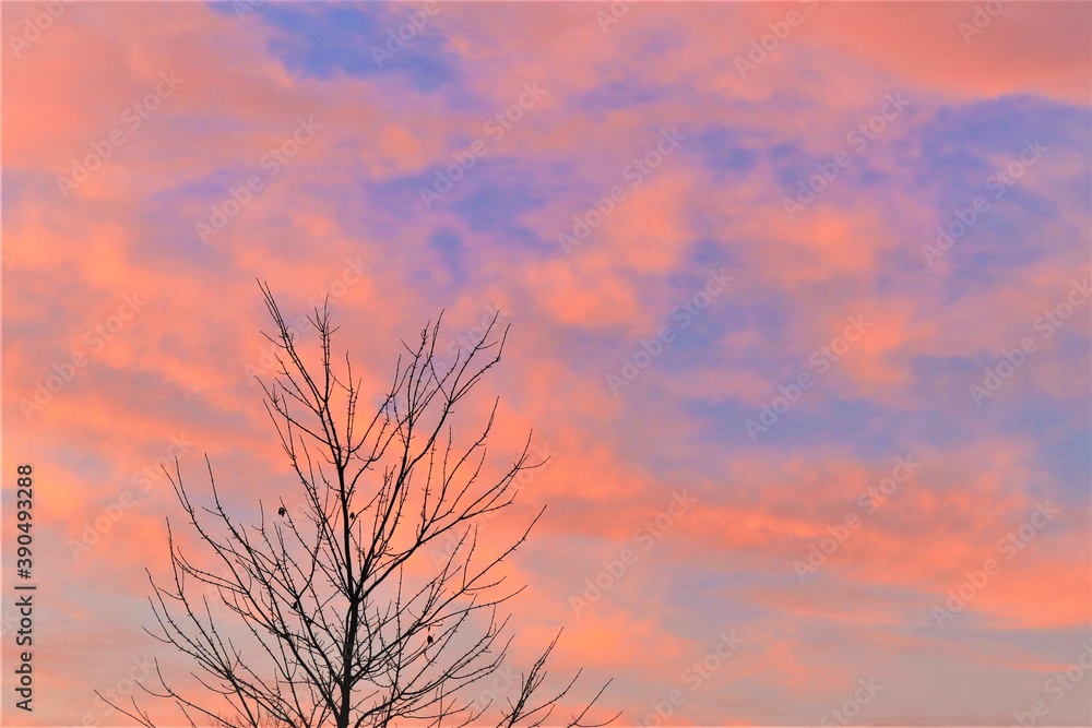 Obraz premium The contours of the tree branches against the background of reddish clouds of the evening sky
