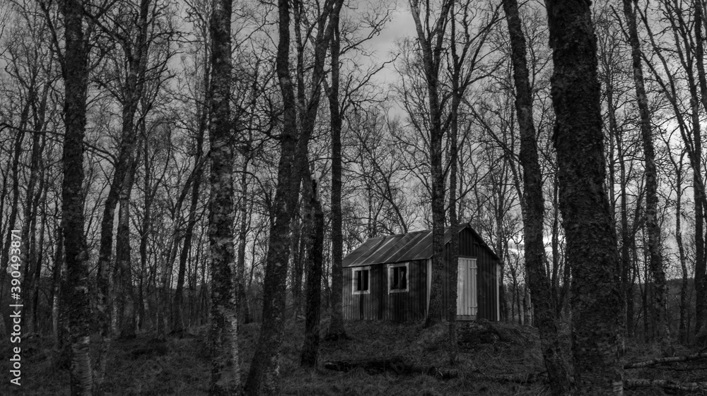 old cabin in the woods, Black and white old cabin in the woods, Black and white