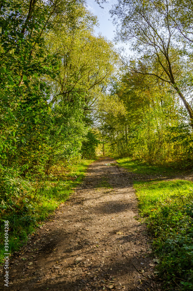 Landscape with autumn forest in the sunny day. Yellow and green forest in the fall season. Landscape with autumn forest in the sunny day. Yellow and green forest in the fall season.