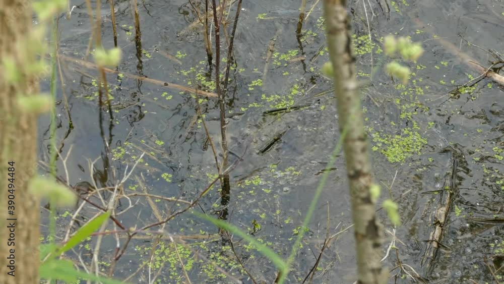 Large snapping turtle tumbles down logs and enters dark waters of a lake Large snapping turtle tumbles down logs and enters dark waters of a lake