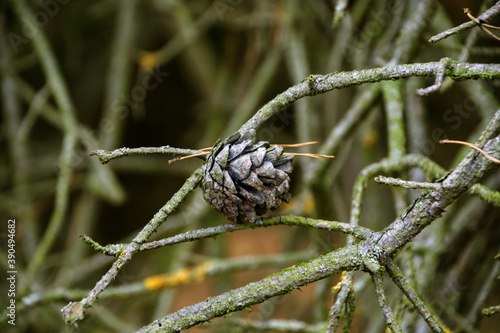Dry round pine tree cone hanging on a tree branch in the forest