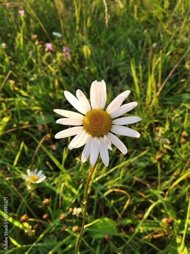 portrait of a daisy