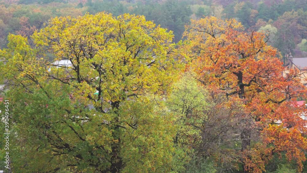 Autumn landscape. Trees with colorful foliage on an October day. Branches of trees with yellowed and orange foliage. Autumn natural background Autumn landscape. Trees with colorful foliage on an October day. Branches of trees with yellowed and orange foliage. Autumn natural background