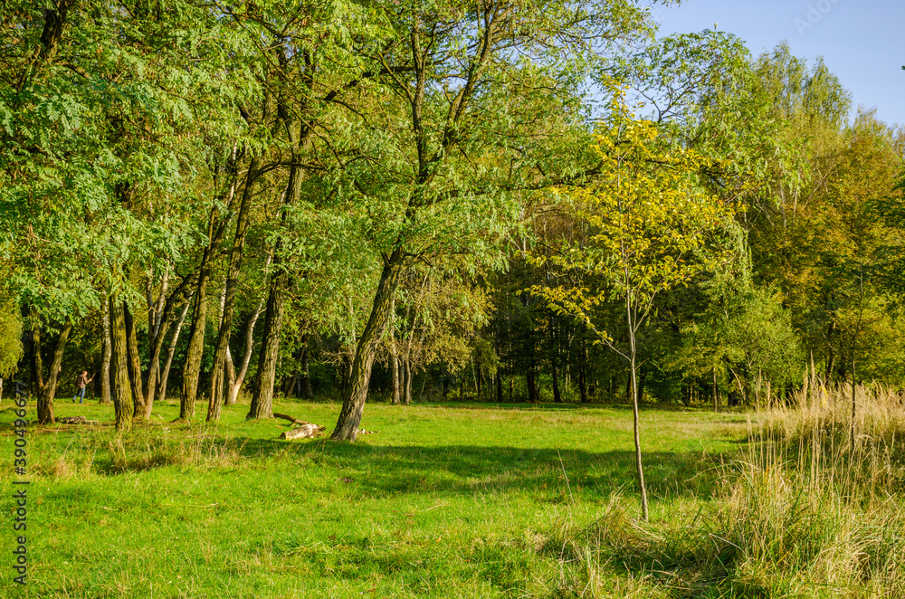 Obraz premium Landscape with autumn forest in the sunny day. Yellow and green forest in the fall season.