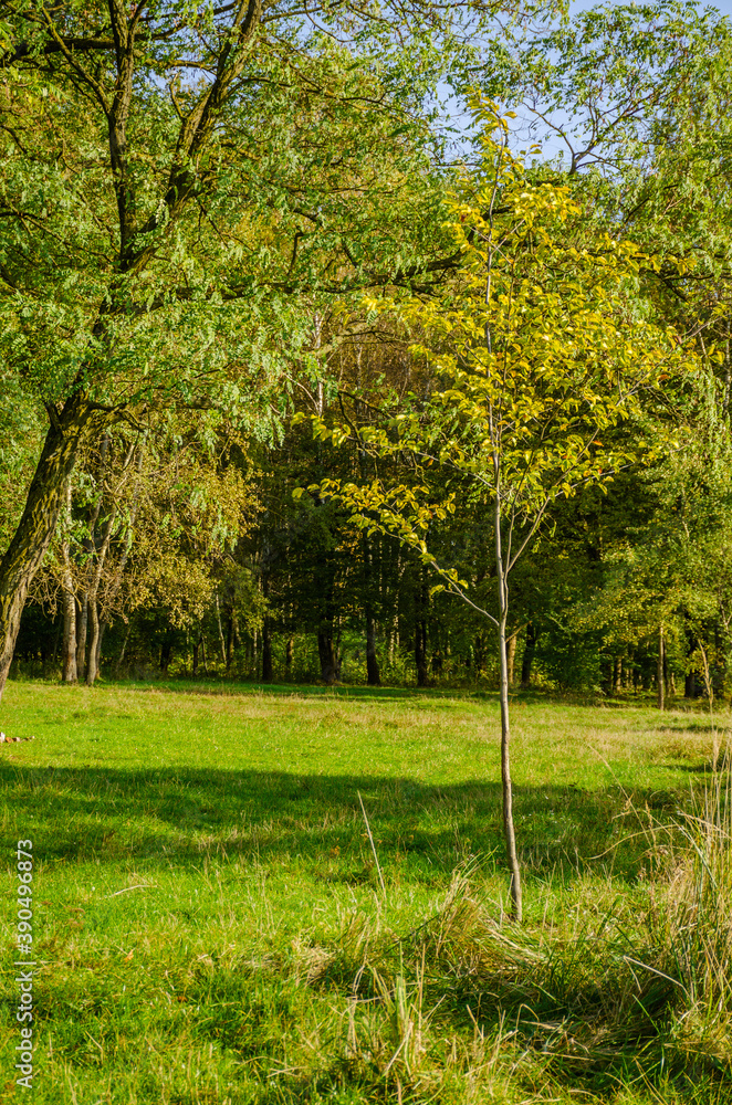 Naklejka premium Landscape with autumn forest in the sunny day. Yellow and green forest in the fall season.