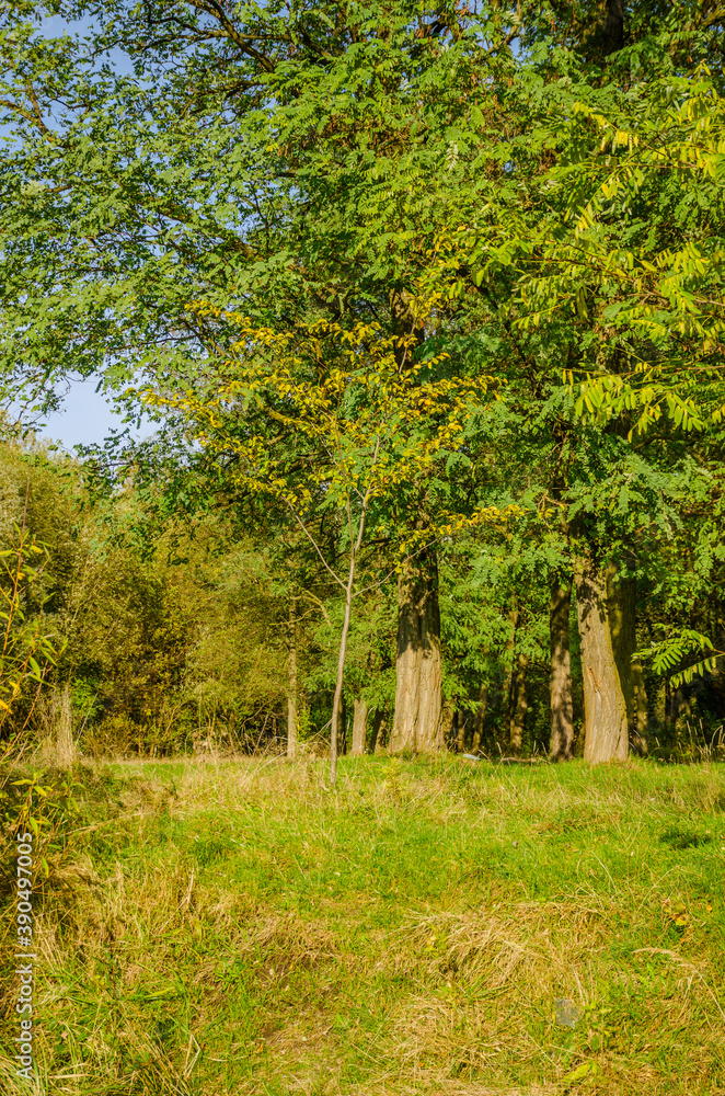 Landscape with autumn forest in the sunny day. Yellow and green forest in the fall season. Landscape with autumn forest in the sunny day. Yellow and green forest in the fall season.