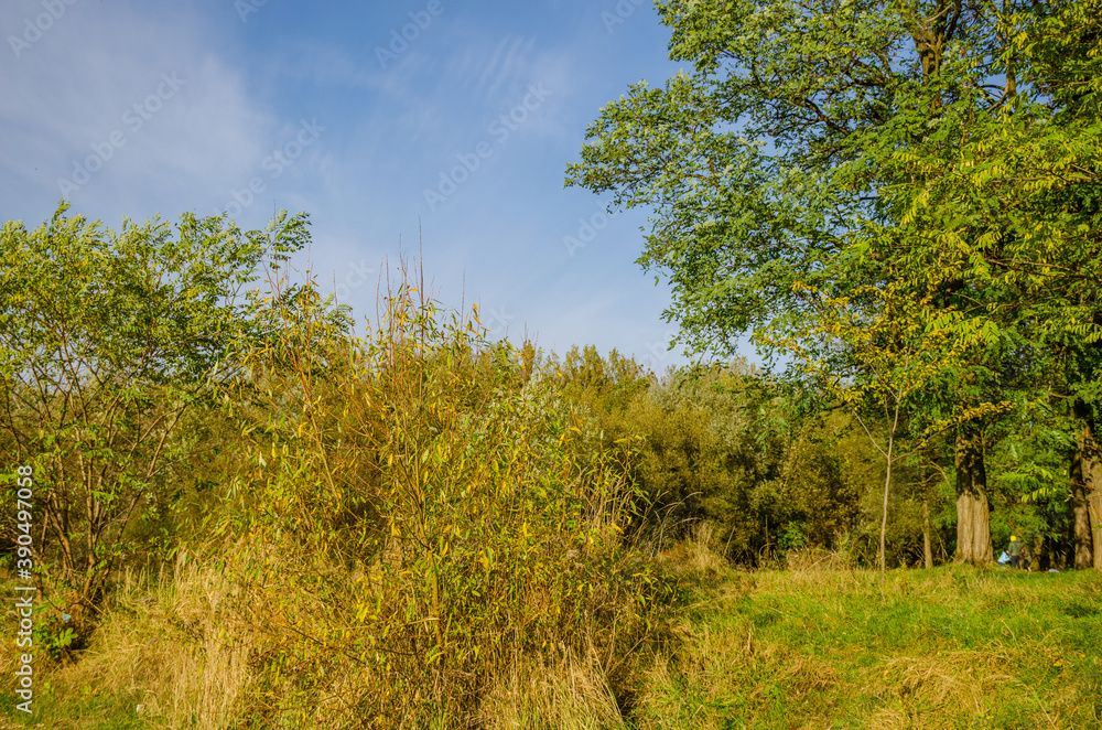Landscape with autumn forest in the sunny day. Yellow and green forest in the fall season. Landscape with autumn forest in the sunny day. Yellow and green forest in the fall season.