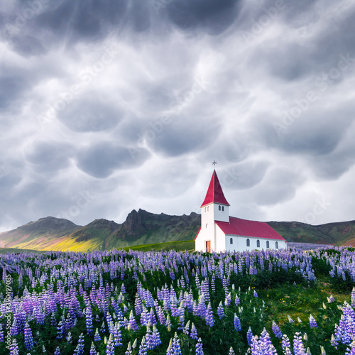 Lutheran Myrdal church surrounded by blooming lupine flowers, Vik, Iceland. Stormy sky with menacing mammatus clouds on background. Landscape photography