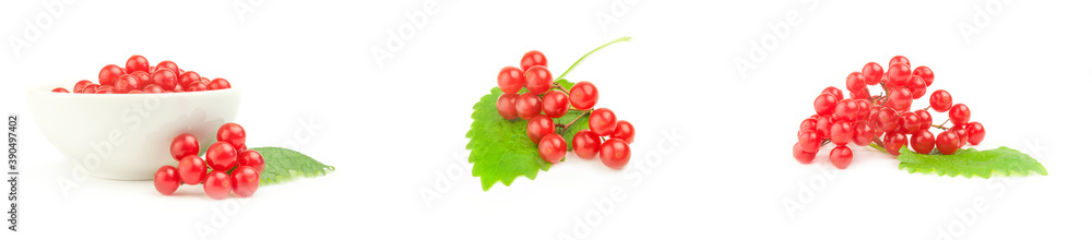 Collage of branches of viburnum isolated on a white background with clipping path