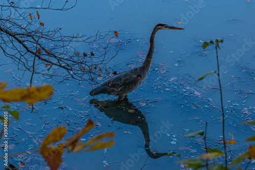 Blue heron silhouette and reflection on surface of pond water in evening © Melissa