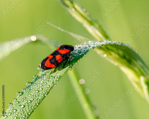 cercopis vulnerata