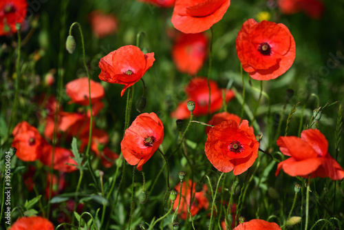 Blooming poppies on the meadow in summer  in front of green grass