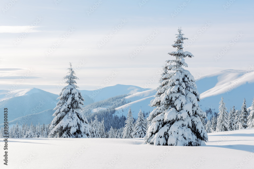 Fototapeta premium Fantastic winter landscape with snowy trees. Carpathian mountains, Ukraine, Europe. Christmas holiday background. Landscape photography