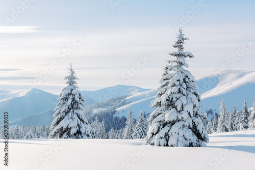 Fantastic winter landscape with snowy trees. Carpathian mountains, Ukraine, Europe. Christmas holiday background. Landscape photography © Ivan Kmit